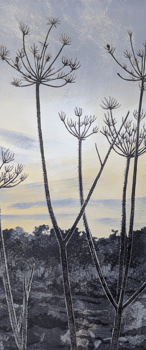 Cow Parsley Frost by Alexandra Buckle