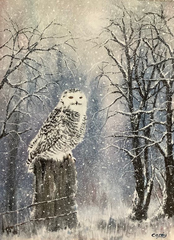 Snowy Owl