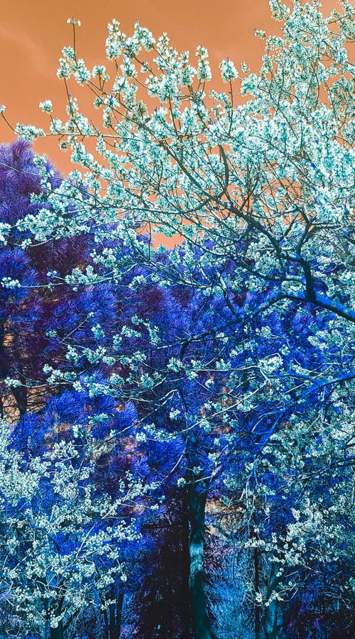 (FRAMED) Nature and Seasons by Viet Ha Tran