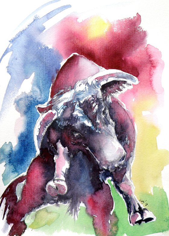 Fighting bull