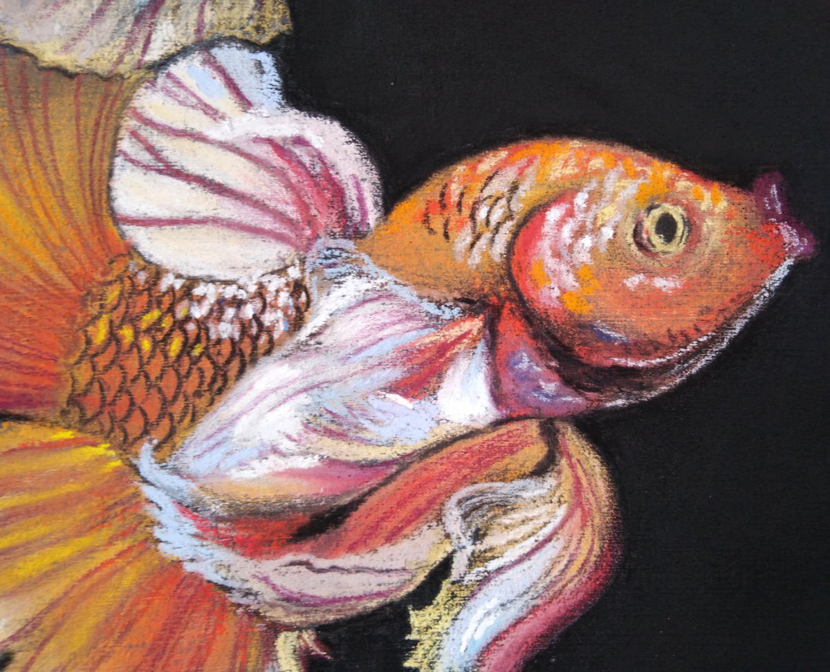 The fairy tale of the goldfish