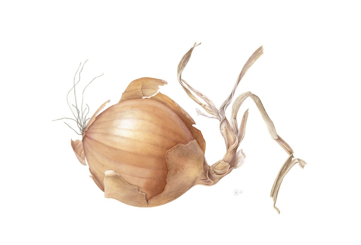 Photorealistic Botanical Watercolour By Yuliia Moiseieva, 22 X 15", Golden Onion Fish, Original Artwork