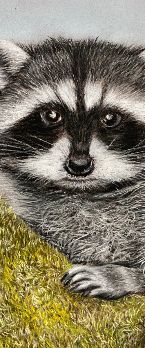 Racoon by Maxine Taylor