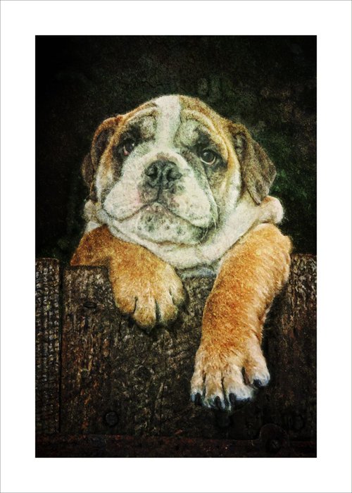 Cool Bulldog-Just Chilling by Martin  Fry