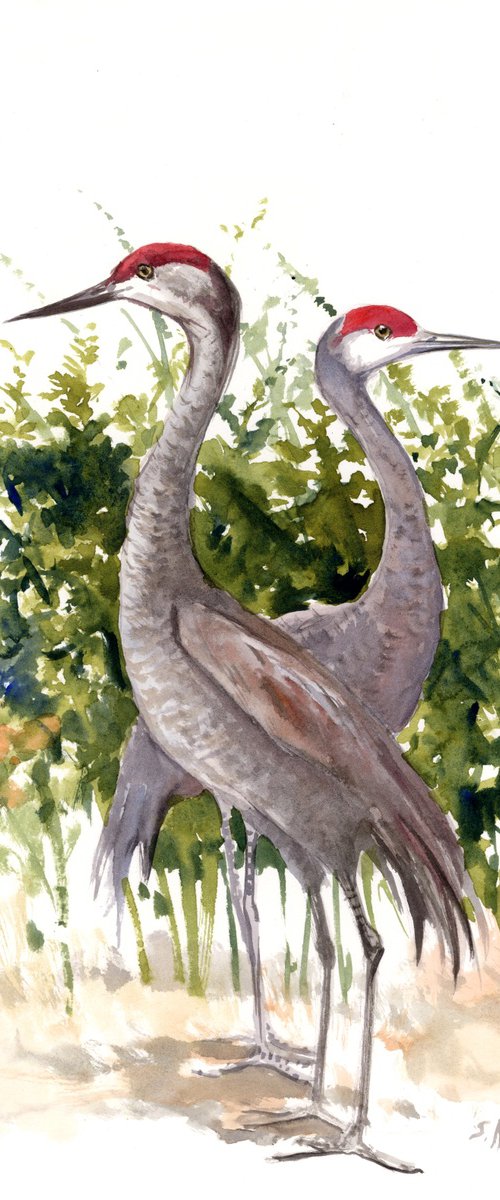 Sandhill Cranes by Suren Nersisyan