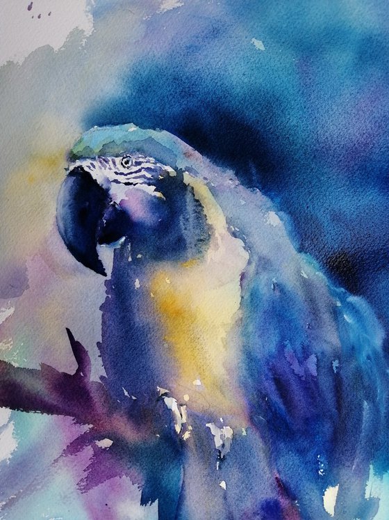 parrot 6