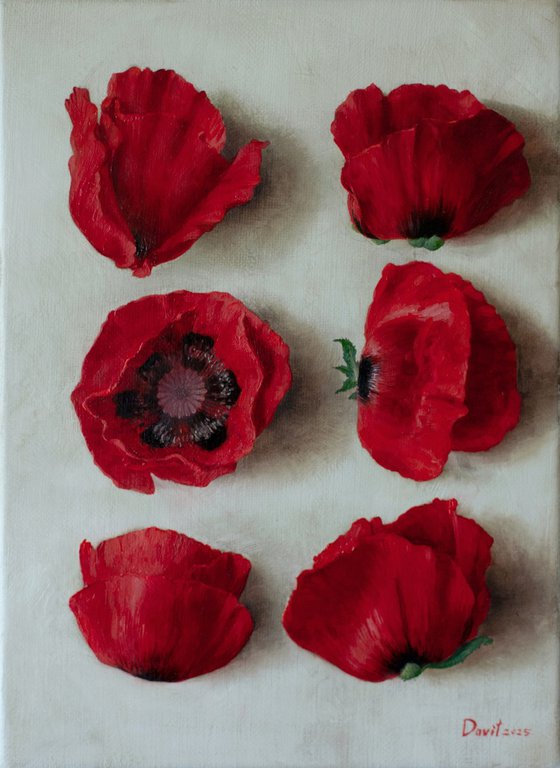 Wild poppies 01