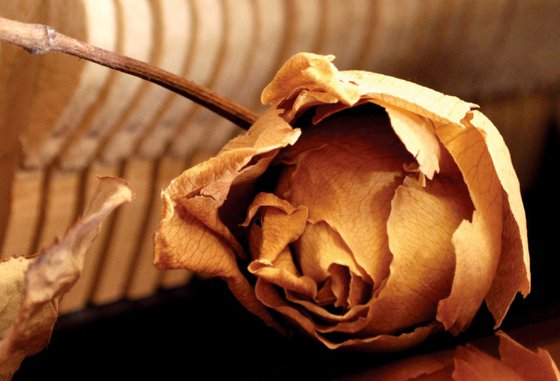 Dry Flower inside the old piano