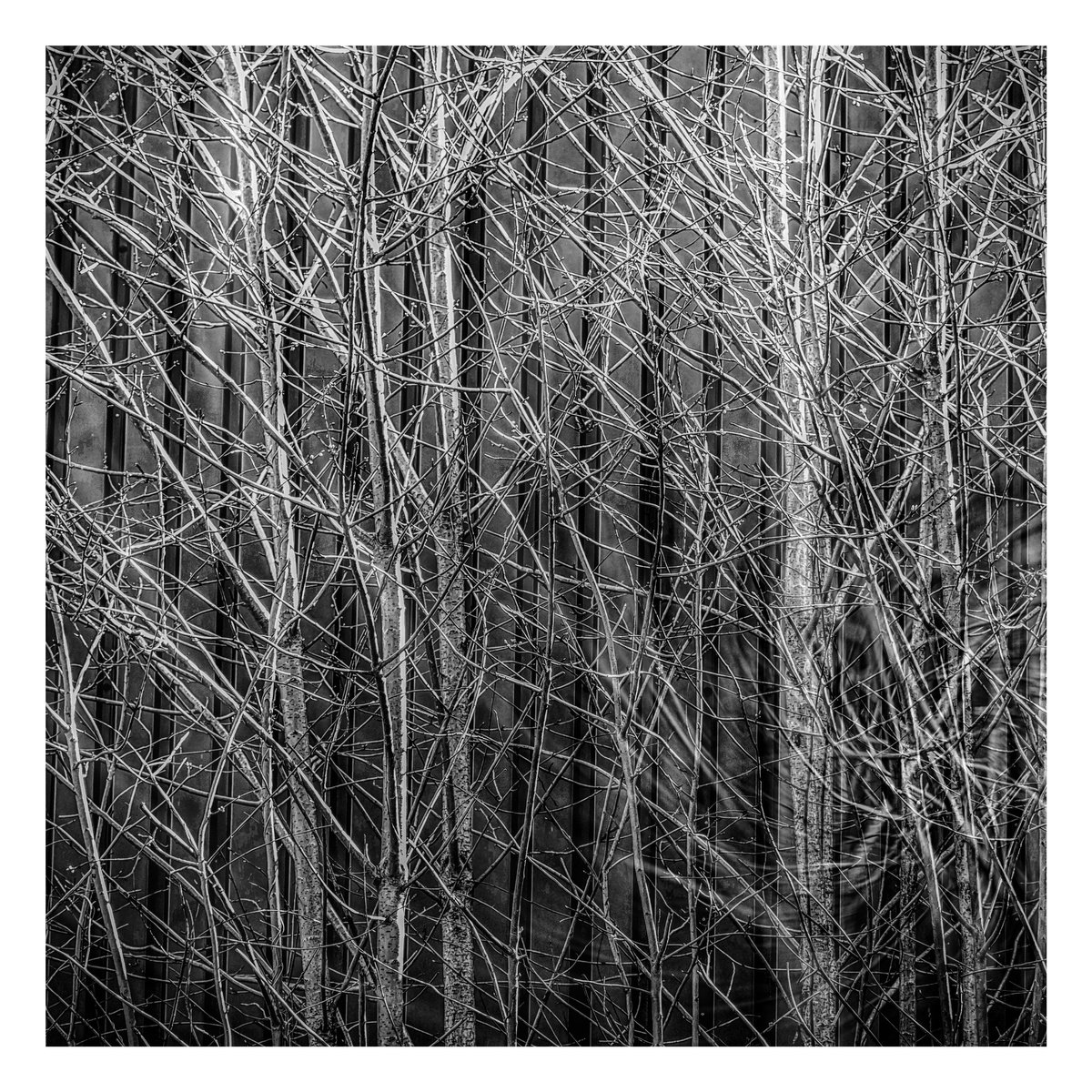 Twigs and Branches. Limited Edition Impressionist Photograph #1/10 by Graham Briggs
