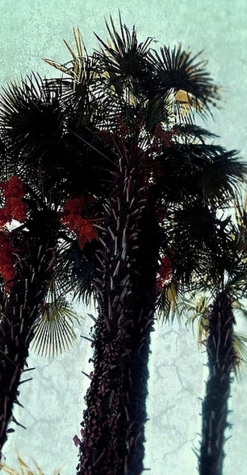 Palms in bloom by Nadia Attura