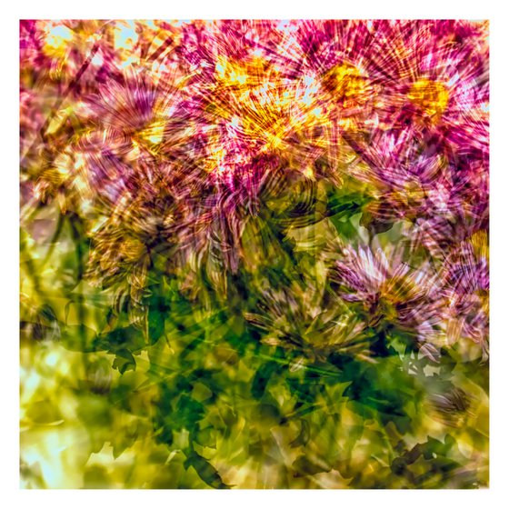 Abstract Flowers #7. Limited Edition 1/25 12x12 inch Photographic Print.