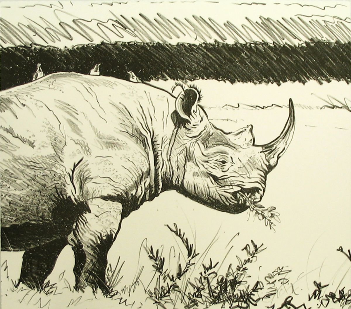 Black Rhino, Ngorongoro Crater by Paul Henery