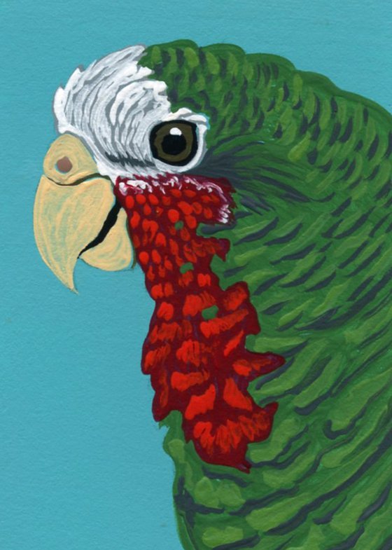 ACEO ATC Original Miniature Painting Parrot Cuban Amazon Pet Bird Art-Carla Smale