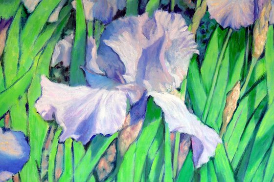 Irises dancing in the sun