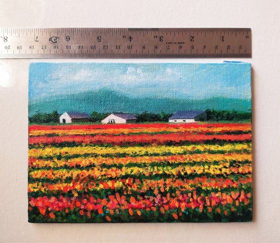 Miniature Tulip Fields of Holland