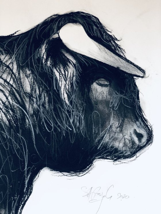 Bull Head Study