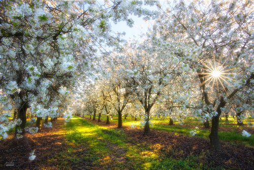 Peaceful morning in orchard by Janek Sedlar