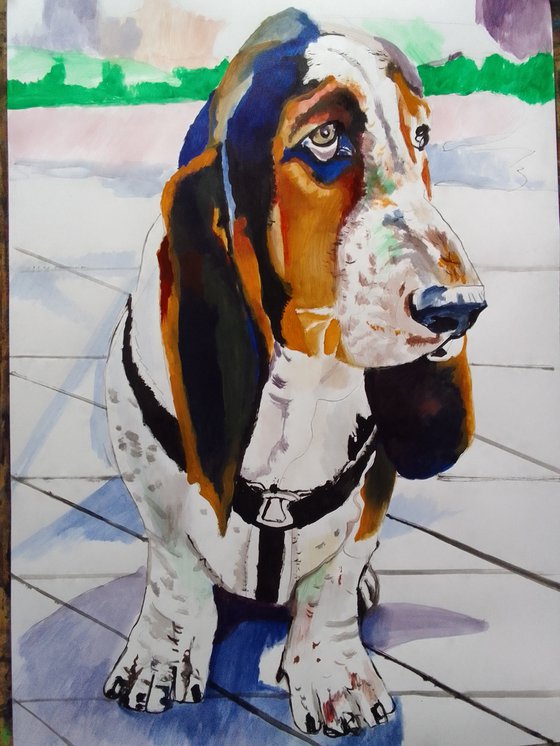 Bassethound