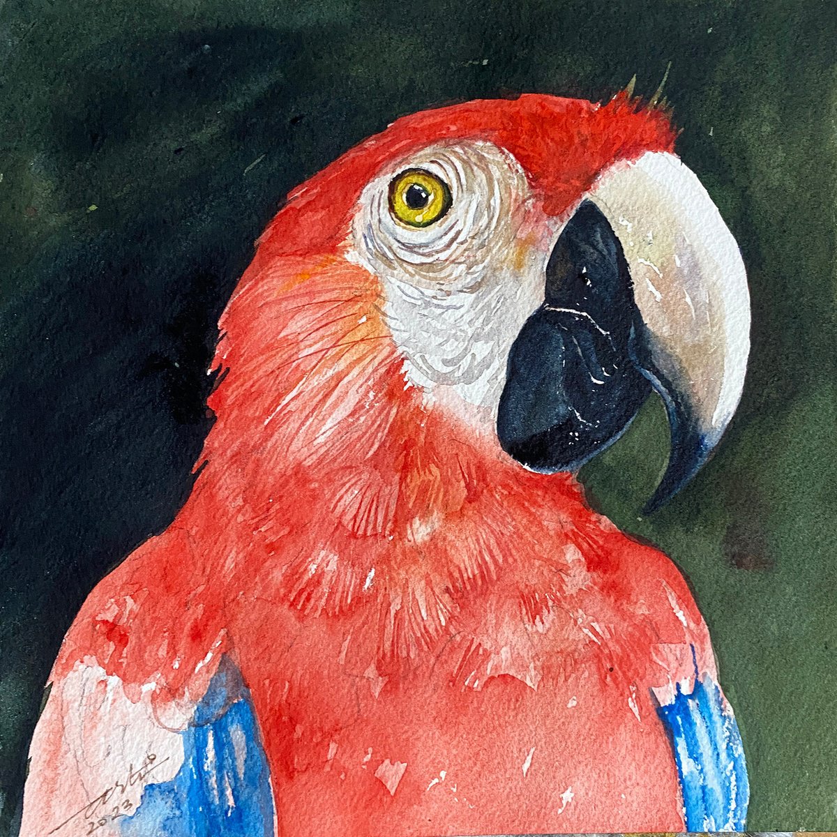 Redds_Macaw by Arti Chauhan