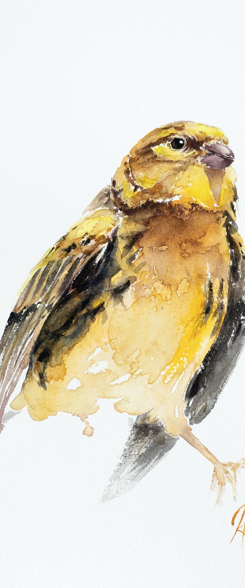 European Serin by Andrzej Rabiega