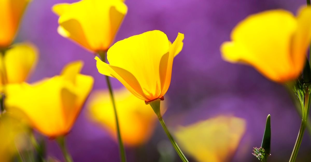 Yellow and Purple by Russ Witherington