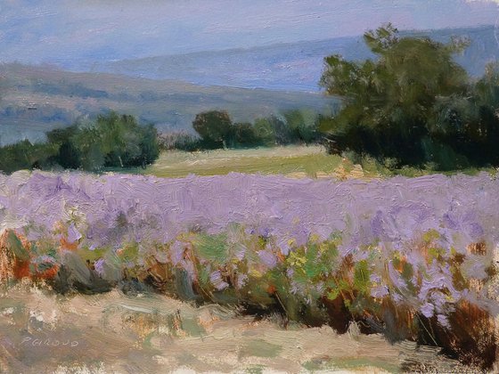 Lavender near Taulignan