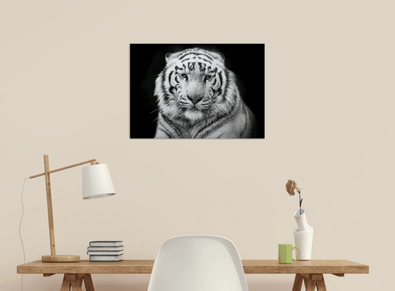 White tiger