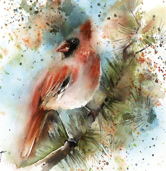 Northern Cardinal Bird on Pine Tree Branch