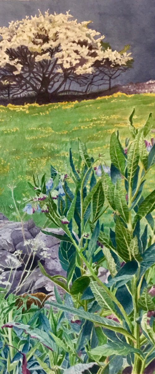 Comfrey and approaching Storm . Winster Derbyshire by Rosalind Forster