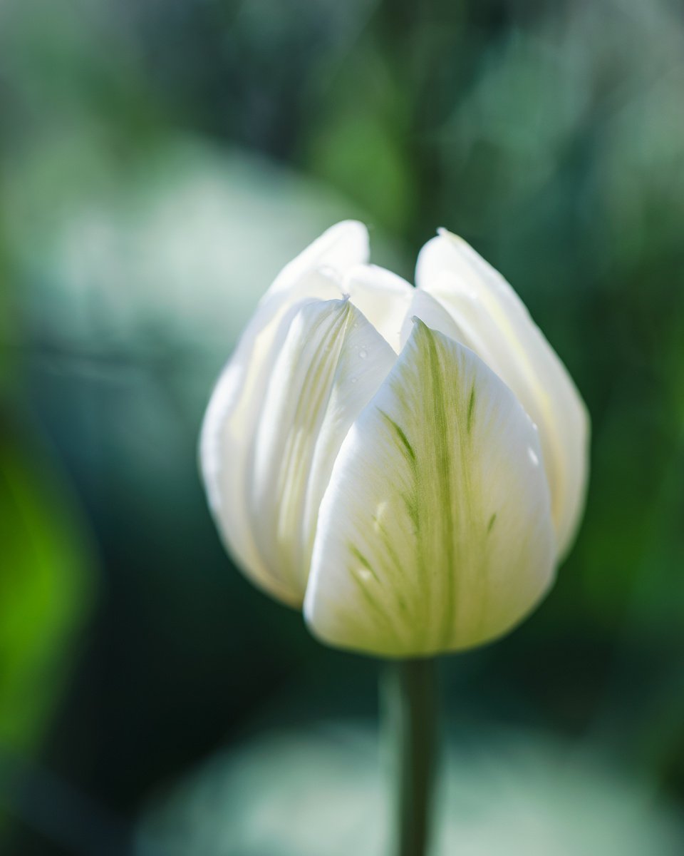 White tulip in the green - macro photography of tulip on the green background. by Inna Etuvgi