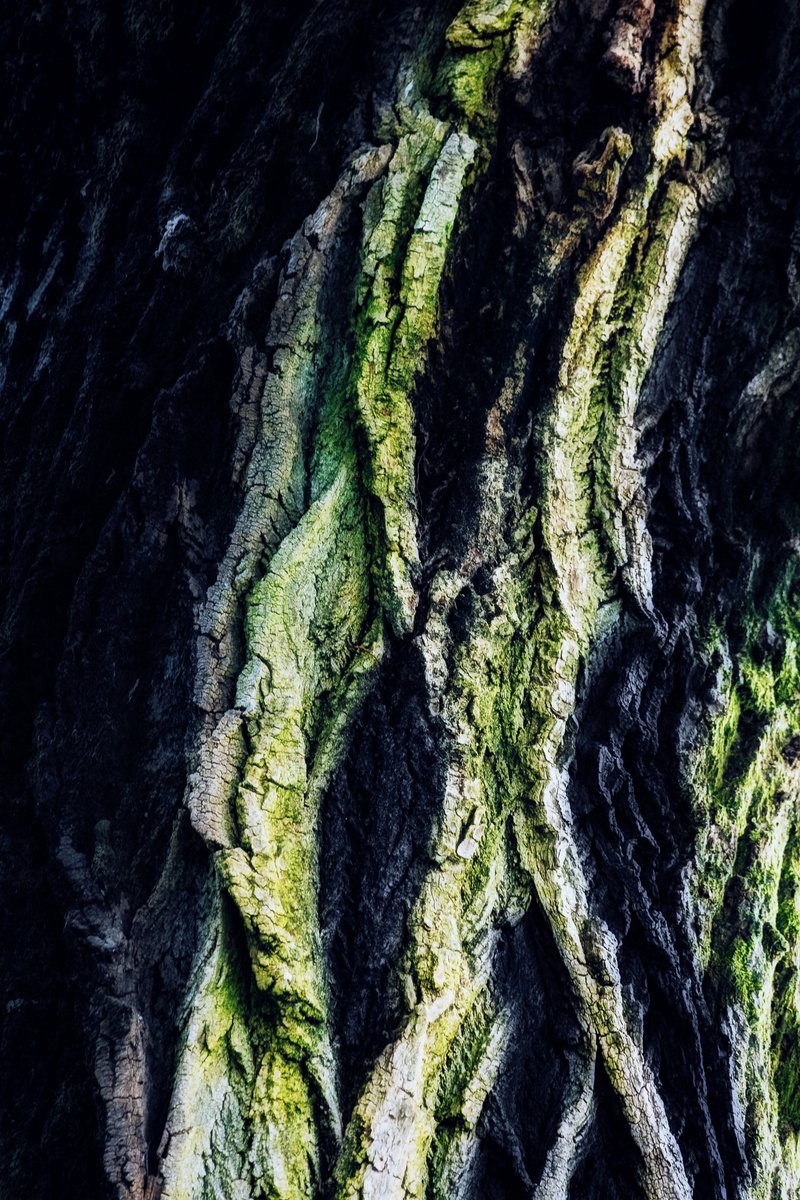 Abstract Photograph By Karim Carella, 31 X 45", Lifeblood #11, Original Artwork