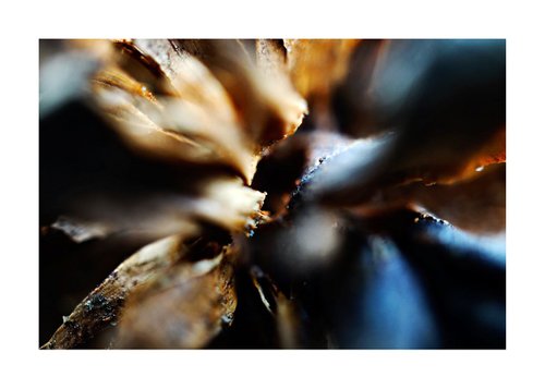 Abstract Pinecone Photography 02 by Richard Vloemans
