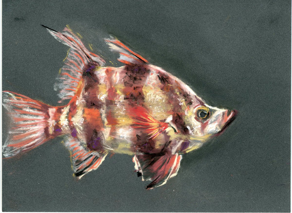 Fish (pastel) by Olga Shefranov (Tchefranova)