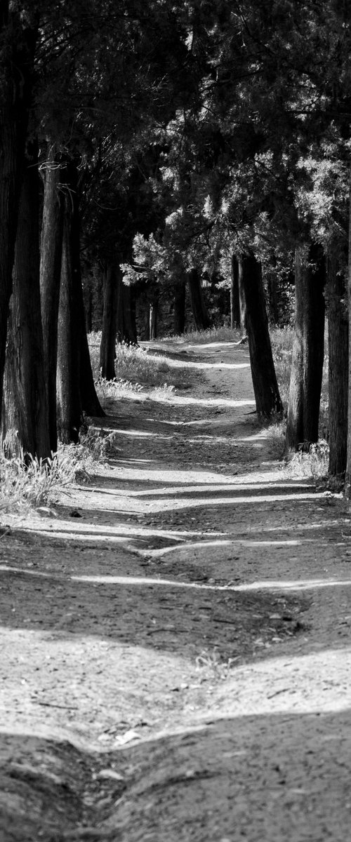 NT#88 Florence panorama and nature VIII by Mattia Paoli