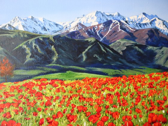 Mountain, Field of poppies