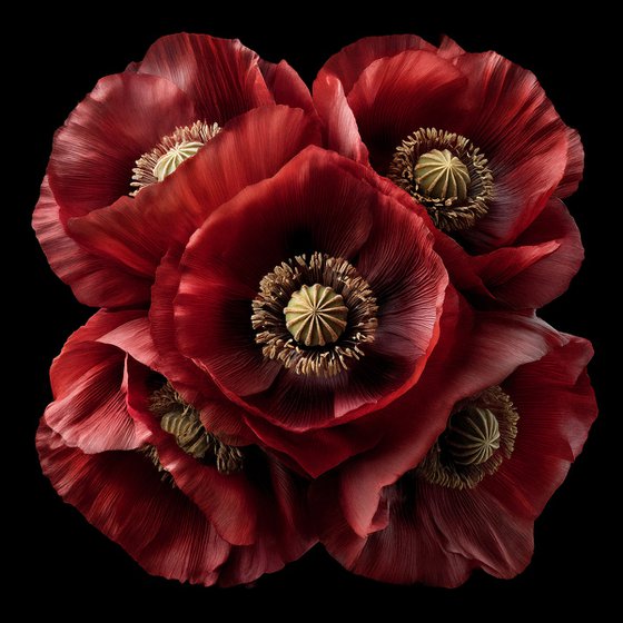 Velvet Poppies
