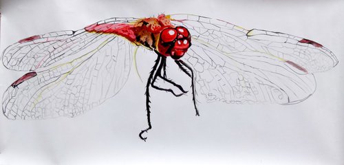 red dragonfly by Soso Kumsiashvili