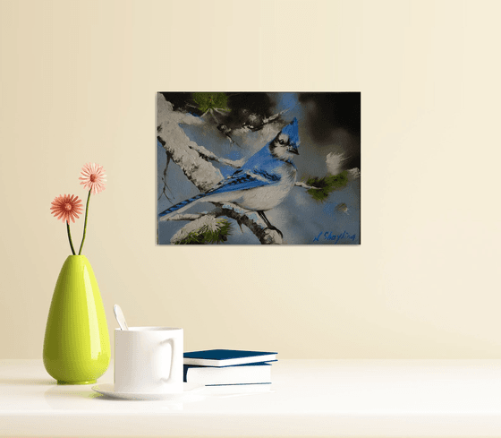 Bright Blue Jay in Pine Tree