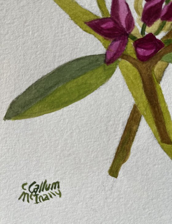 Rhododendron and Yellow Iris