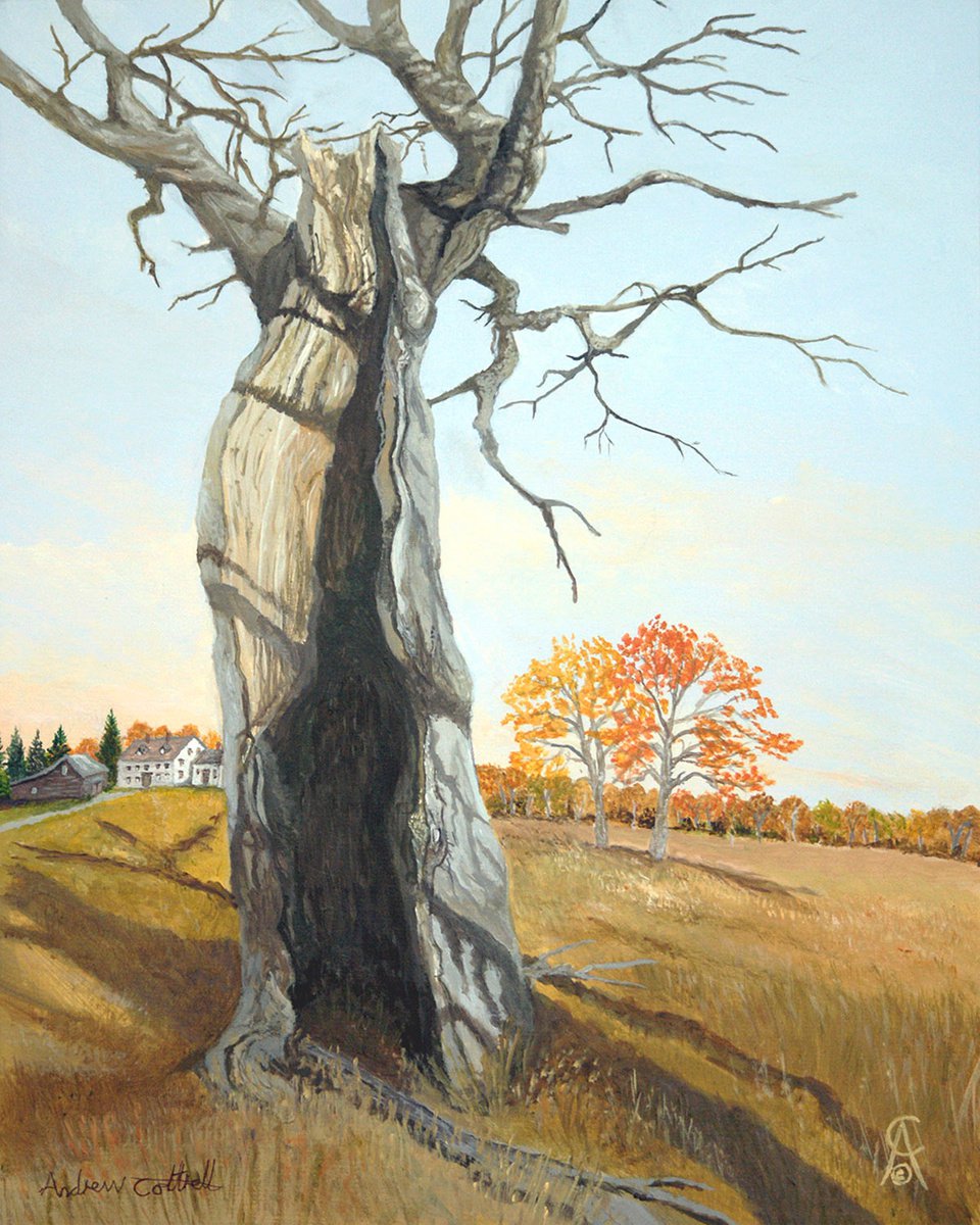 Old Hollow Tree by Andrew Cottrell