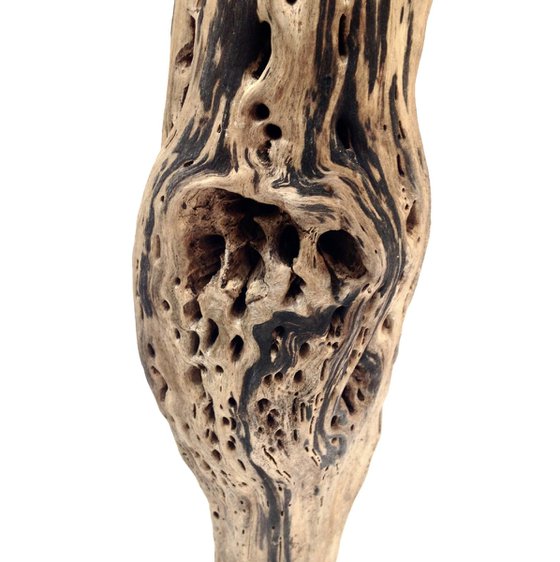 Dryad, Ostréïdes series