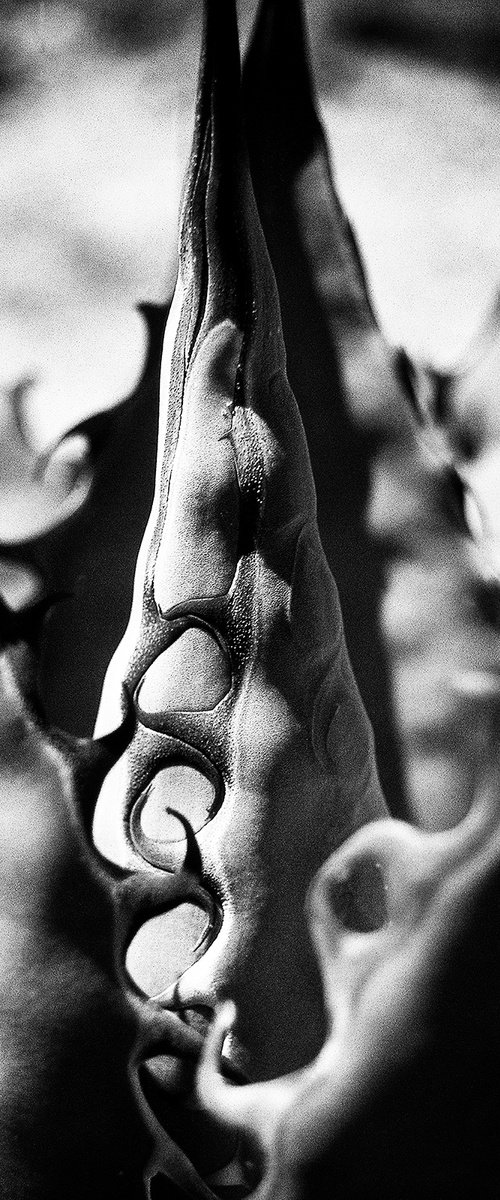 Agave, Mojave Desert by Heike Bohnstengel