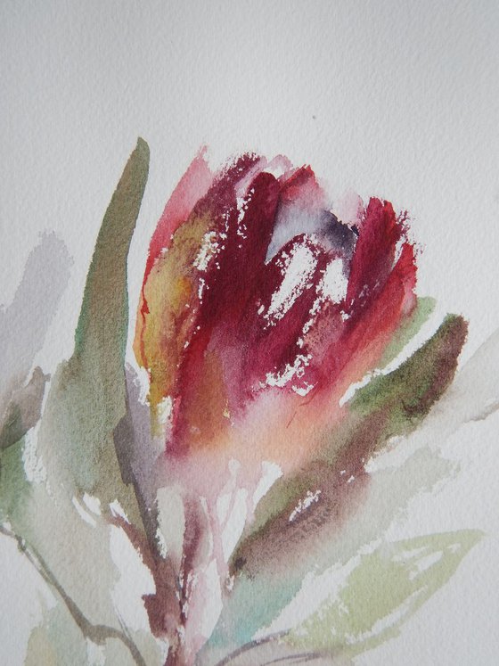 Protea study.