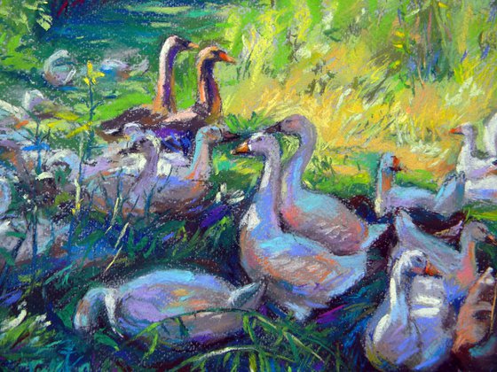 Geese in the shade of the old garden