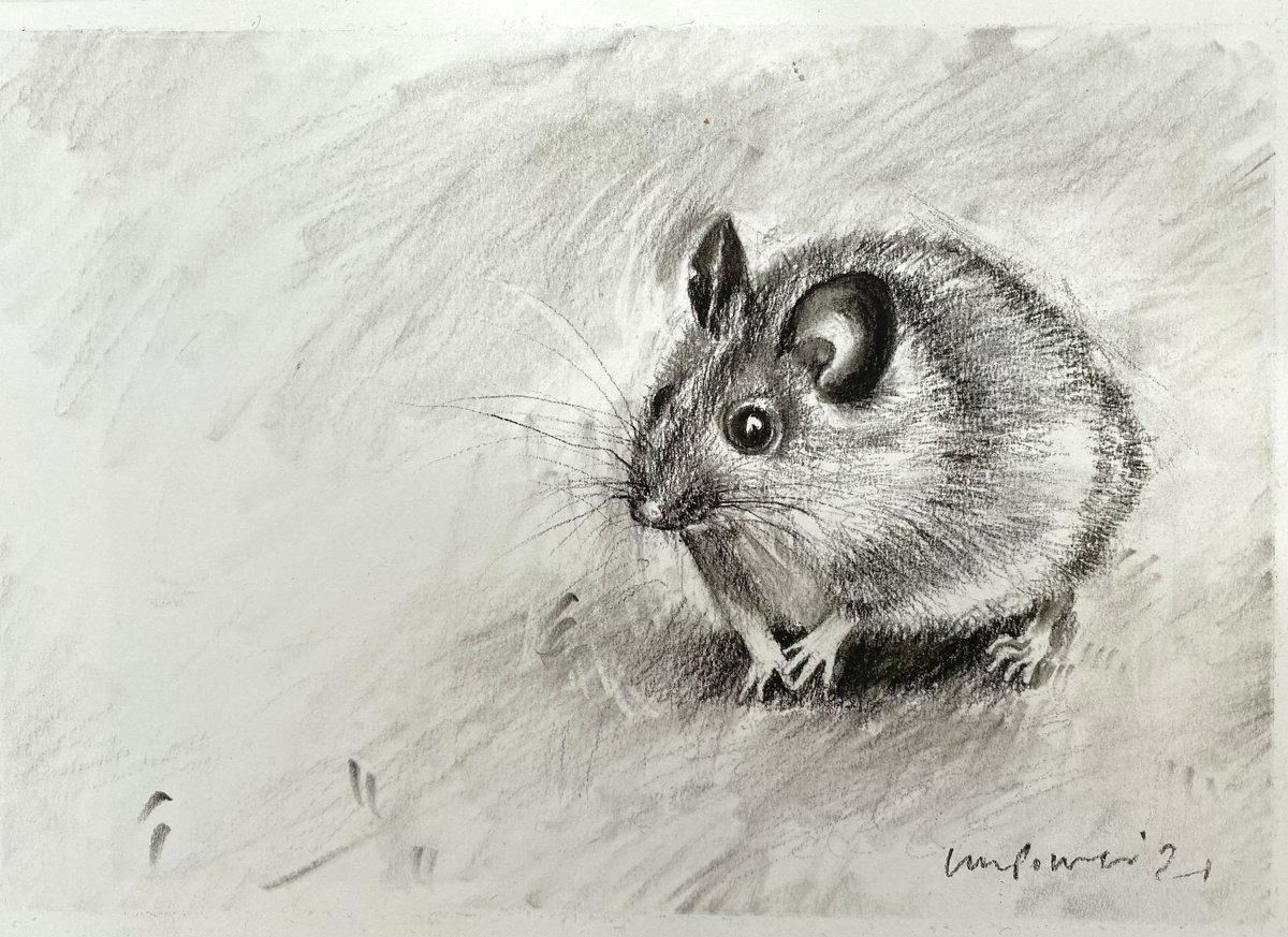 Mouse - charcoal drawing on paper - A4, 295mm x 210mm by Luci Power