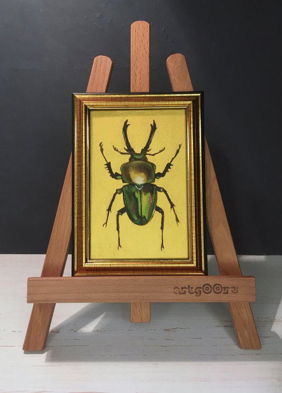 PHALACROGNATHUS MUELLERI - Golden collection of beetles