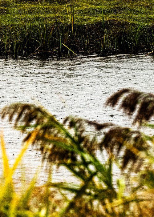 Egret by the Waterside by David Huntzinger