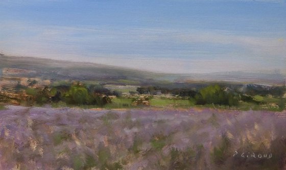 Lavender Fields at Valensole
