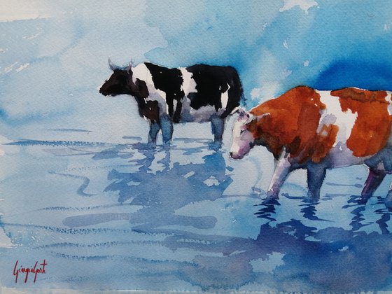 cows