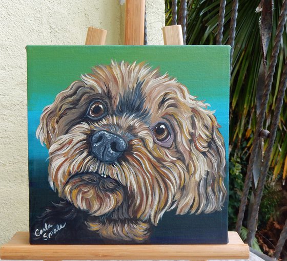 Shih Tzu Pet Dog Original Art Painting-8 x 8 Inches Stretched Canvas-Carla Smale